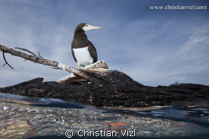 Sea bird standing on a log, floating in the pacific ocean... by Christian Vizl 
